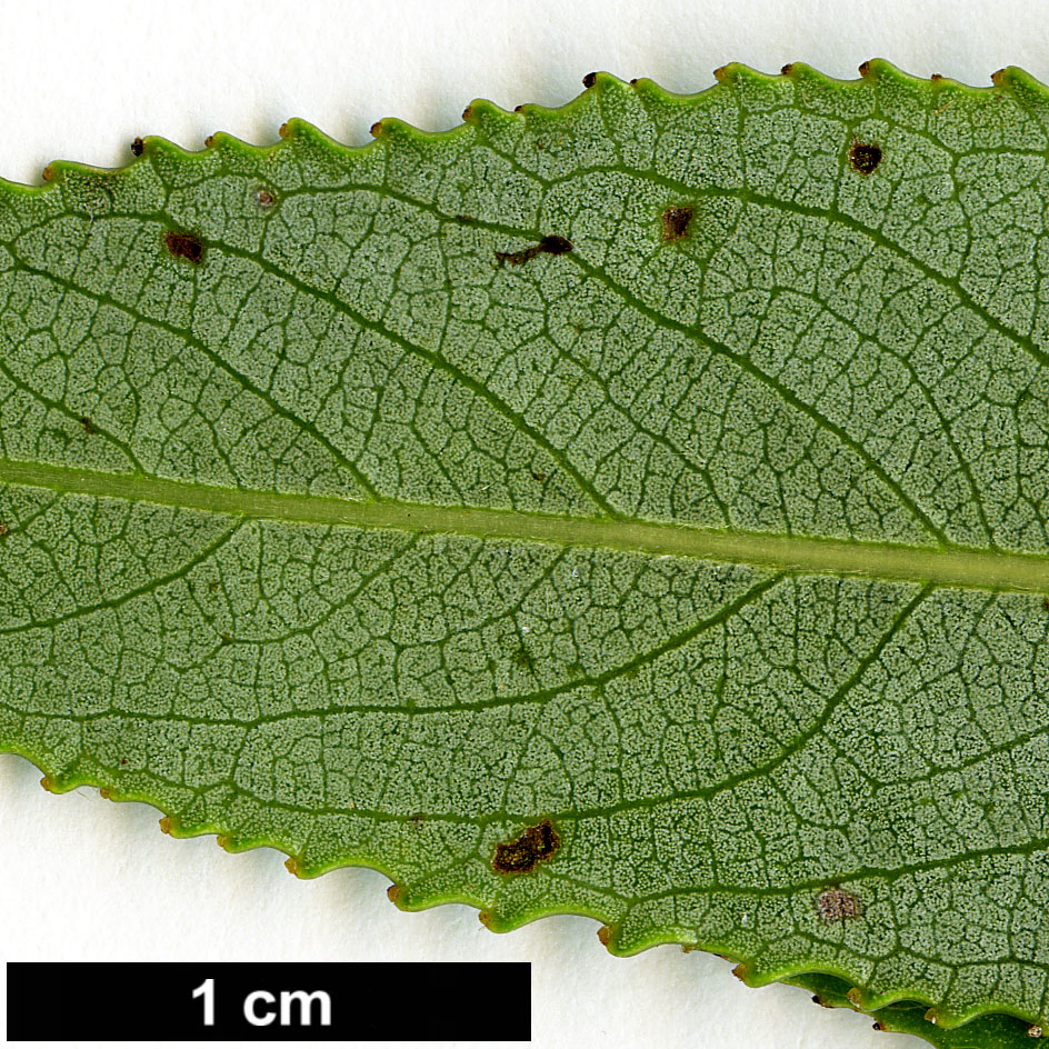 High resolution image: Family: Salicaceae - Genus: Salix - Taxon: ×fragilis - SpeciesSub: var. furcata
